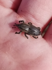 Sphenophorus aequalis