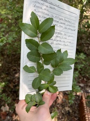 Ilex vomitoria