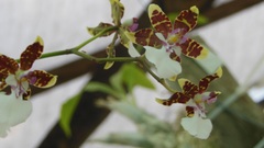 Oncidium leucochilum
