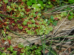 Crassula moschata