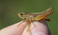 Dichromorpha elegans