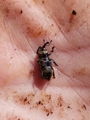 Sphenophorus aequalis