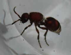 Dasymutilla quadriguttata