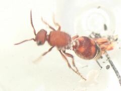 Dasymutilla quadriguttata