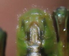 Aptenopedes sphenarioides