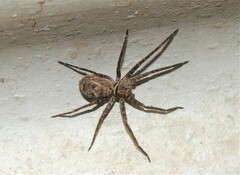 Heteropoda conwayensis