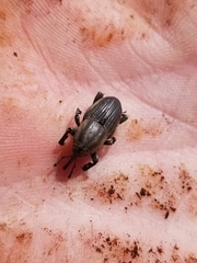 Sphenophorus aequalis