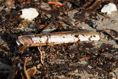 Ensis