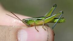 Aptenopedes sphenarioides