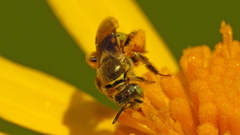 Cockerellia