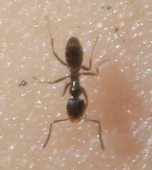 Forelius pruinosus