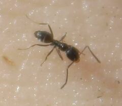 Forelius pruinosus