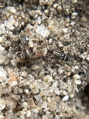 Entomobryomorpha