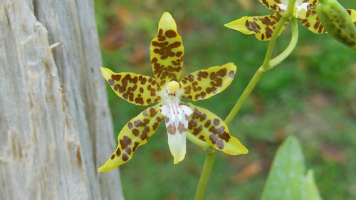 Oncidium maculatum, photograph 2
