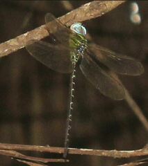 Triacanthagyna trifida