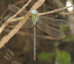 Triacanthagyna trifida