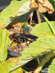 Poecilopompilus algidus