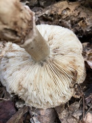 Tricholoma caligatum