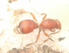 Dasymutilla ursus