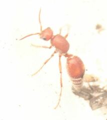 Dasymutilla ursus
