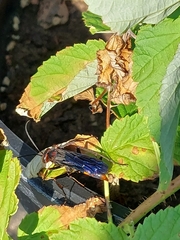 Poecilopompilus algidus