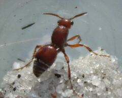 Dasymutilla ursus