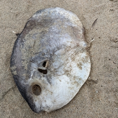 Mola mola