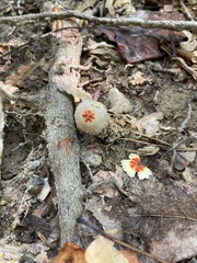 Calostoma ravenelii