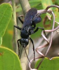 Paracyphononyx funereus