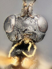 Isadelphus coriarius