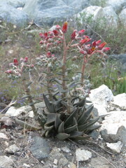Dudleya