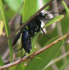 Paracyphononyx funereus