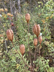 Lilium michiganense