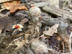 Calostoma ravenelii