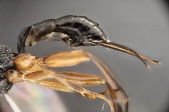 Isadelphus coriarius