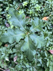 Quercus prinoides