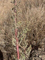 Amaranthus fimbriatus
