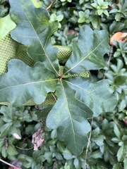 Quercus prinoides