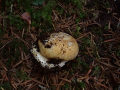 Cortinarius odorifer