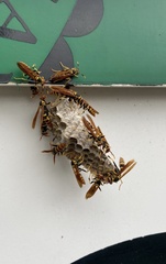 Polistes crinitus