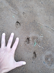 Sylvilagus cunicularius