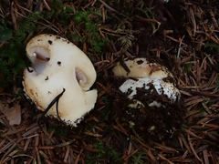 Cortinarius odorifer