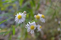 Boltonia asteroides