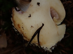 Cortinarius odorifer