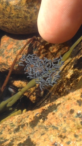 Anurida maritima
