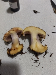 Cortinarius odorifer