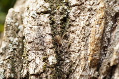 Opilio saxatilis
