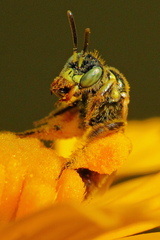 Cockerellia