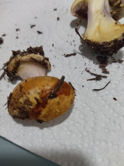 Cortinarius odorifer