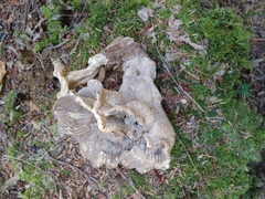 Bondarzewia berkeleyi